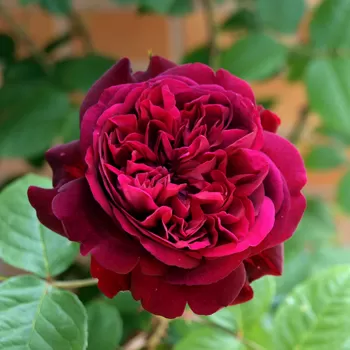 Троянда англійська 'Вільям Шекспір' (Rosa 'William Shakespeare')